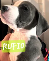 Rufio , a male American Staffordshire Terrier for sale in Coldwater, MI – Photo 1 of 2