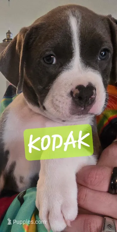 Kodak – American Staffordshire Terrier puppy for sale in Coldwater, MI