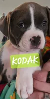 Kodak, a male American Staffordshire Terrier for sale in Coldwater, MI – Photo 1 of 2