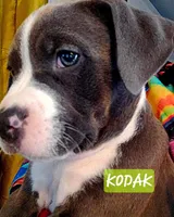 Kodak, a male American Staffordshire Terrier for sale in Coldwater, MI – Photo 2 of 2