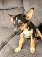 Tucker, a male German Shepherd Dog for sale in San Bernardino, CA – Photo 3 of 8