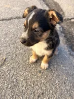 Tucker, a male German Shepherd Dog for sale in San Bernardino, CA – Photo 6 of 8