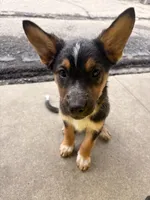 Tucker, a male German Shepherd Dog for sale in San Bernardino, CA – Photo 5 of 8