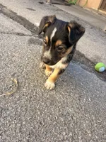 Tucker, a male German Shepherd Dog for sale in San Bernardino, CA – Photo 7 of 8