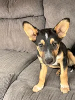 Tucker, a male German Shepherd Dog for sale in San Bernardino, CA – Photo 4 of 8