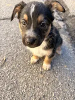 Tucker, a male German Shepherd Dog for sale in San Bernardino, CA – Photo 8 of 8