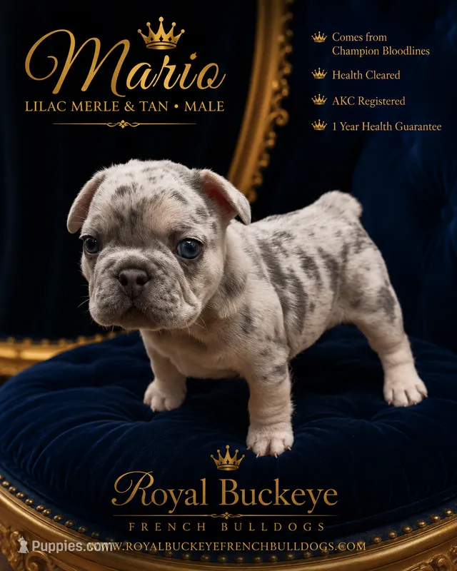 Mario  – French Bulldog puppy for sale in Enon, OH