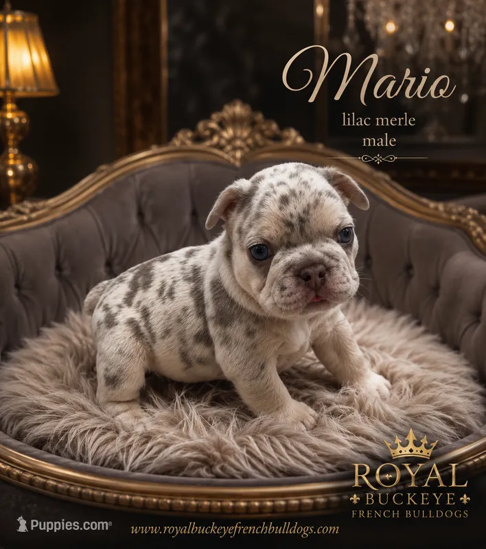 Mario  – French Bulldog puppy for sale in Enon, OH