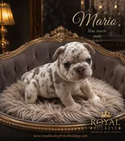 Mario , a male French Bulldog for sale in Enon, OH – 1 of 1