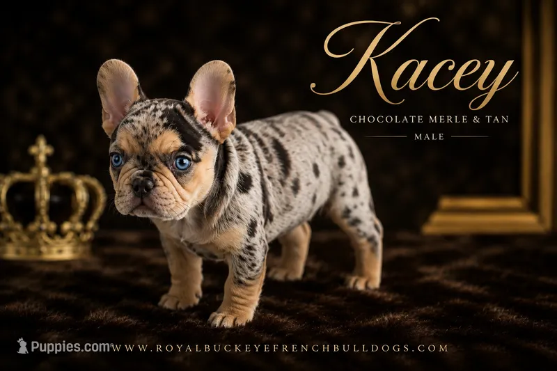 Kacey  – French Bulldog puppy for sale in Enon, OH