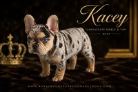 Kacey , a male French Bulldog for sale in Enon, OH – 1 of 1