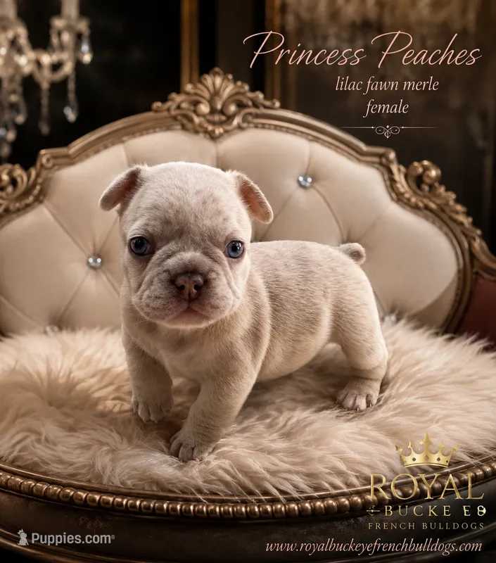 Princess Peach  – French Bulldog puppy for sale in Enon, OH