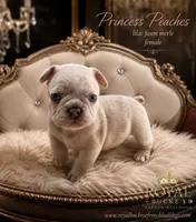 Princess Peach , a female French Bulldog for sale in Enon, OH – 1 of 1