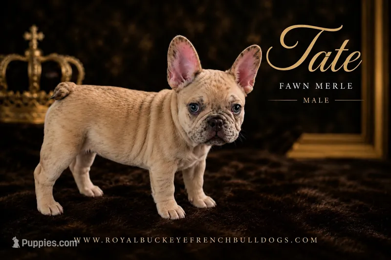 Tate  – French Bulldog puppy for sale in Enon, OH