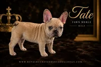 Tate , a male French Bulldog for sale in Enon, OH – 1 of 1