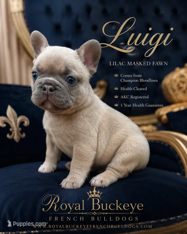 Luigi  – French Bulldog puppy for sale in Enon, OH