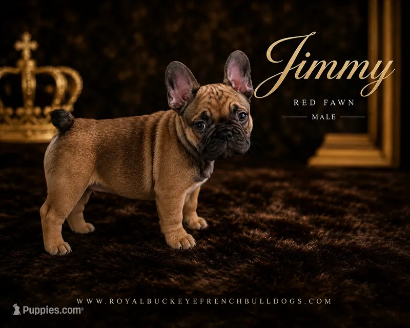 Jimmy  – French Bulldog puppy for sale in Enon, OH