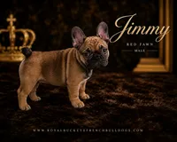 Jimmy , a male French Bulldog for sale in Enon, OH – 1 of 1