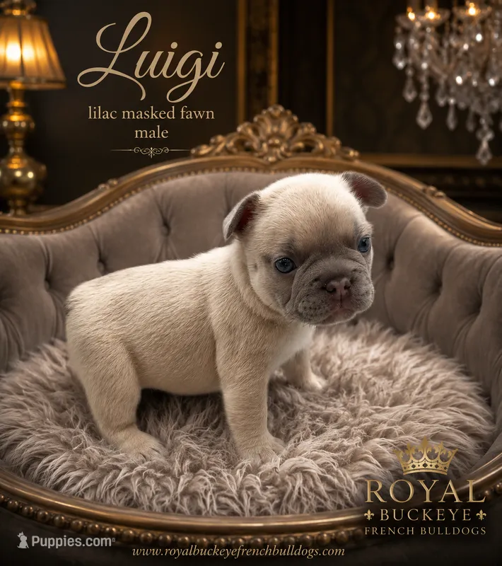 Luigi  – French Bulldog puppy for sale in Enon, OH