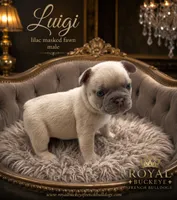Luigi , a male French Bulldog for sale in Enon, OH – 1 of 1