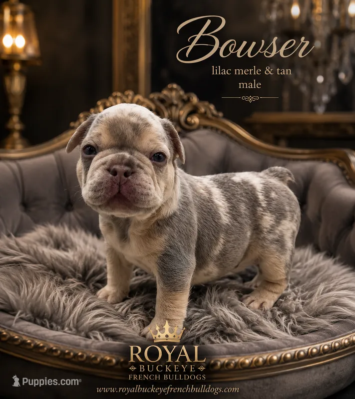 Bowser  – French Bulldog puppy for sale in Enon, OH