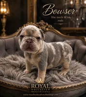 Bowser , a male French Bulldog for sale in Enon, OH – 1 of 1
