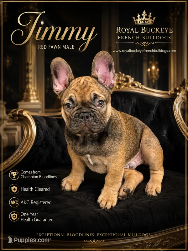 Jimmy  – French Bulldog puppy for sale in Enon, OH