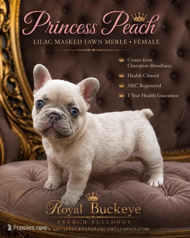 Princess Peach  – French Bulldog puppy for sale in Enon, OH