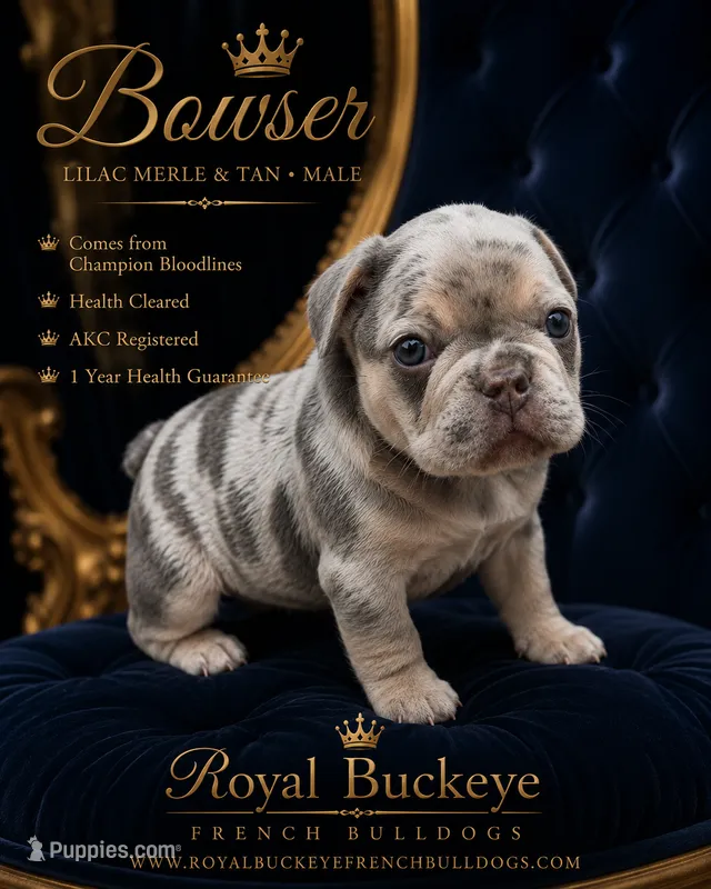 Bowser  – French Bulldog puppy for sale in Enon, OH