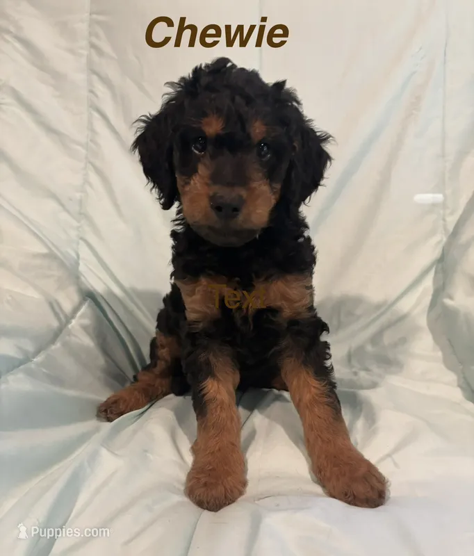 Chewie F1B – Goldendoodle puppy for sale in Harding, PA