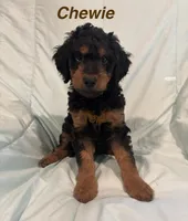 Chewie F1B, a male Goldendoodle for sale in Harding, PA – 1 of 5