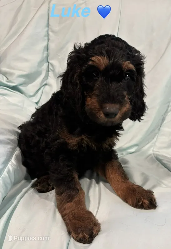 Luke F1B – Goldendoodle puppy for sale in Harding, PA