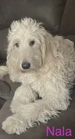 Oola F1B, a female Goldendoodle for sale in Harding, PA – 4 of 5