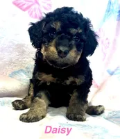 Daisy , a female Miniature Bernedoodle for sale in Harding, PA – Photo 1 of 4