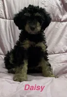 Daisy , a female Poodle - Miniature  and Miniature Bernedoodle for sale in Harding, PA – Photo 2 of 10