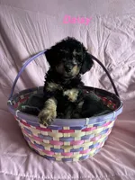 Daisy , a female Poodle - Miniature  and Miniature Bernedoodle for sale in Harding, PA – Photo 5 of 10