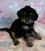 Daisy , a female Miniature Bernedoodle for sale in Harding, PA – Photo 2 of 4