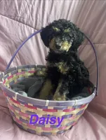 Daisy , a female Poodle - Miniature  and Miniature Bernedoodle for sale in Harding, PA – Photo 4 of 10