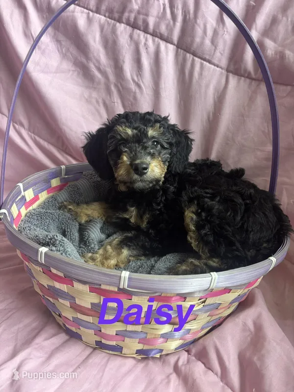 Daisy  – Miniature Bernedoodle puppy for sale in Harding, PA