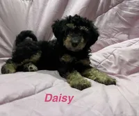 Daisy , a female Poodle - Miniature  and Miniature Bernedoodle for sale in Harding, PA – Photo 1 of 10