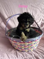 Daisy , a female Poodle - Miniature  and Miniature Bernedoodle for sale in Harding, PA – Photo 6 of 10