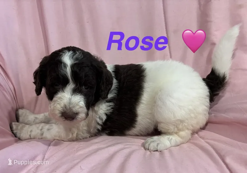 Rose F1B – Bernedoodle, Poodle - Standard  puppy for sale in Harding, PA