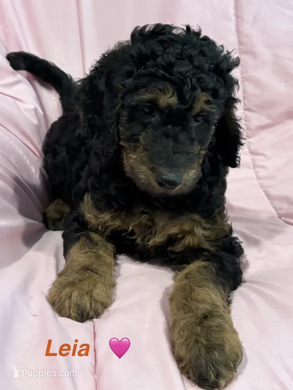 Leia F1B – Goldendoodle puppy for sale in Harding, PA