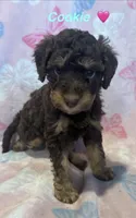Cookie , a female Miniature Bernedoodle for sale in Harding, PA – Photo 2 of 4