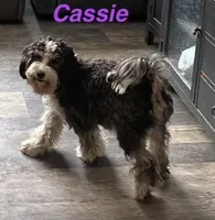 Cookie , a female Miniature Bernedoodle for sale in Harding, PA – Photo 3 of 4