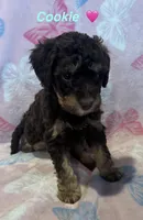 Cookie , a female Miniature Bernedoodle for sale in Harding, PA – Photo 1 of 4