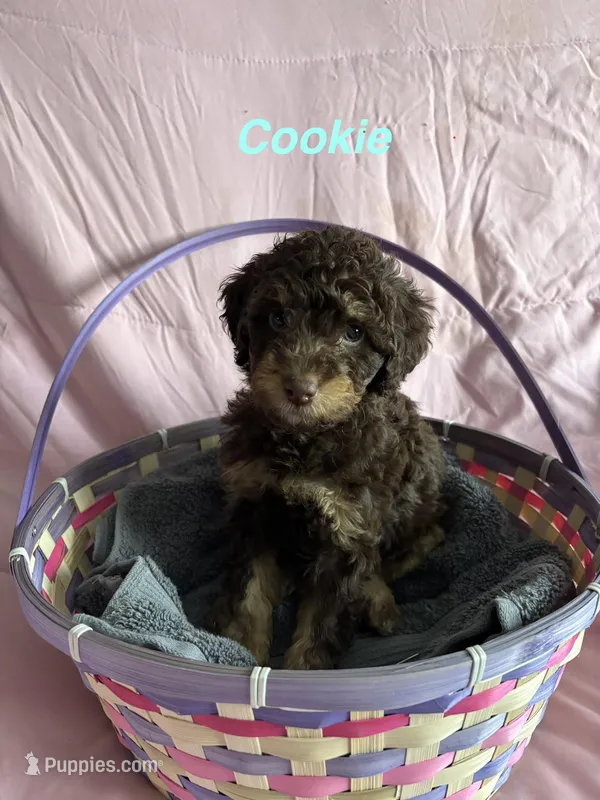 Cookie  – Miniature Bernedoodle puppy for sale in Harding, PA