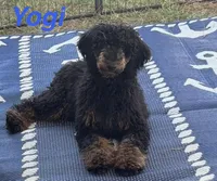 Cookie , a female Miniature Bernedoodle for sale in Harding, PA – Photo 4 of 4