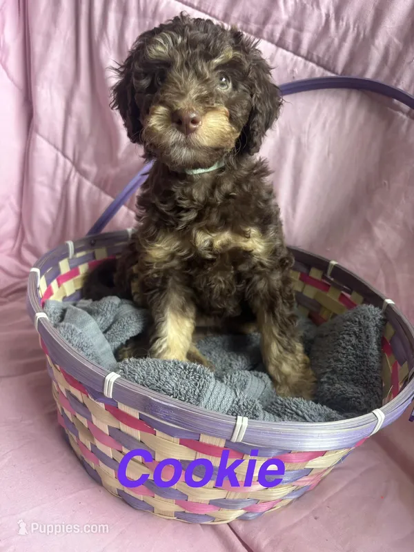 Cookie  – Miniature Bernedoodle puppy for sale in Harding, PA