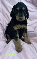 Oola F1B, a female Goldendoodle for sale in Harding, PA – 2 of 5